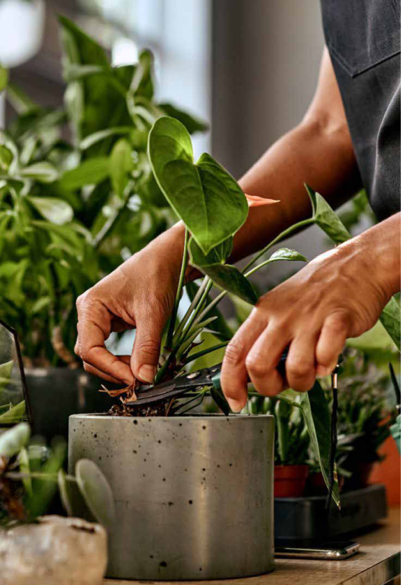 Planting plants