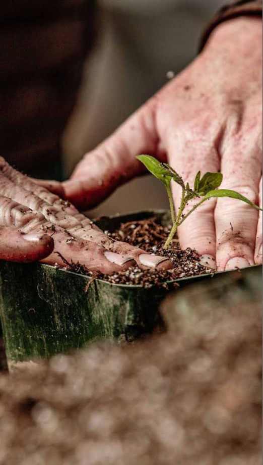 Hands preparing soil