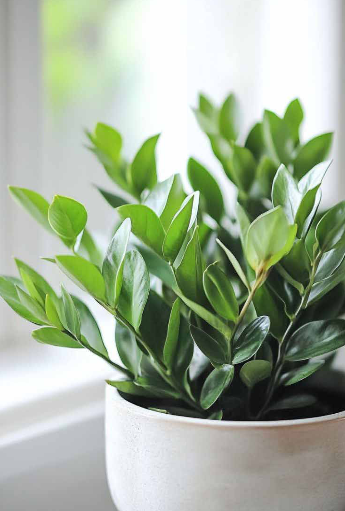 ZZ Plant